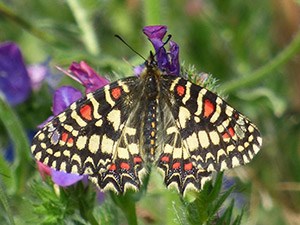 The colourful Spanish Festoon - Zerynthia rumina © John Muddeman